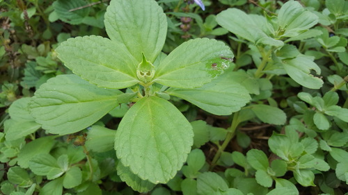 Coleus neochilus