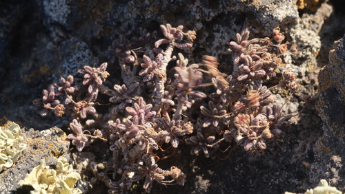 Monanthes subrosulata