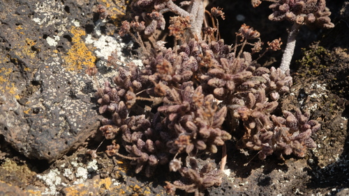 Monanthes subrosulata