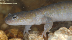 Hynobius leechii