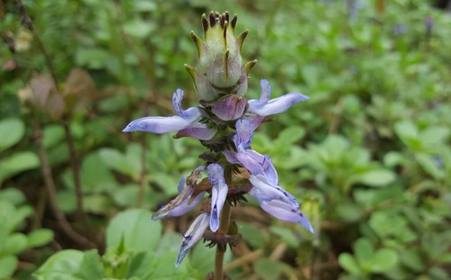 Coleus neochilus