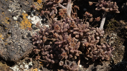 Monanthes subrosulata