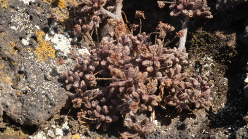 Monanthes subrosulata
