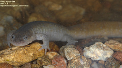 Hynobius leechii