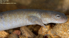 Hynobius leechii