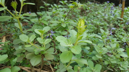 Coleus neochilus