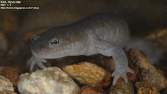 Hynobius leechii