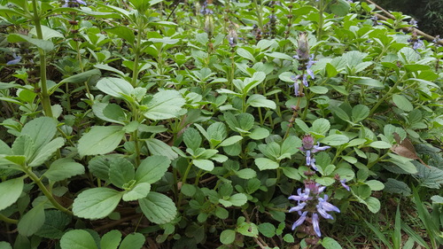 Coleus neochilus
