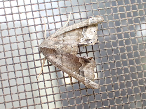 Meske's Pero Moth photo 2
