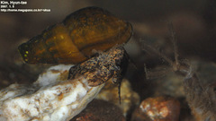 Semisulcospira forticosta
