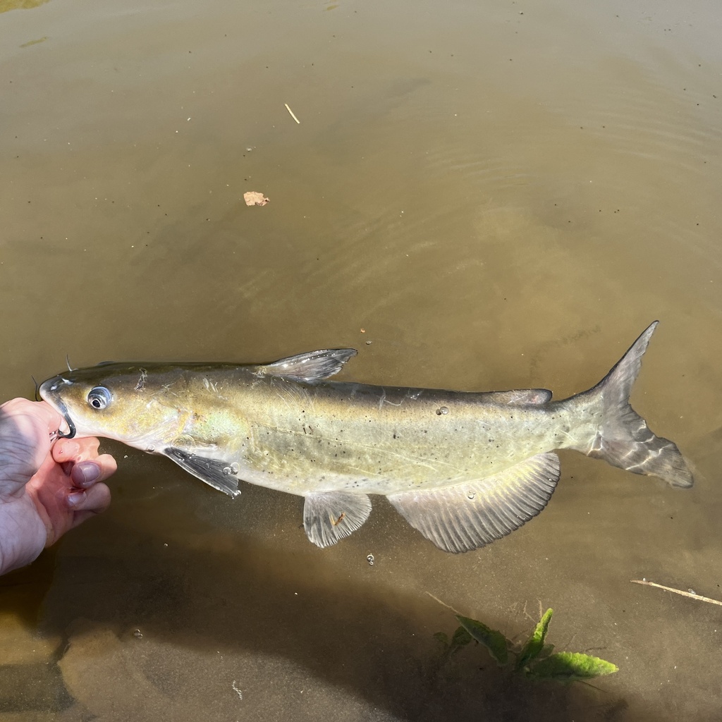 Channel Catfish from Potomac River, Potomac, MD, US on May 14, 2023 at