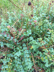 Sanguisorba minor minor
