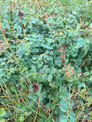 Sanguisorba minor minor