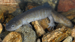 Hynobius leechii
