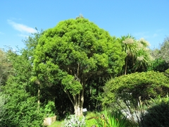 Metrosideros bartlettii