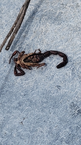 Slender Brown Scorpion photo 4