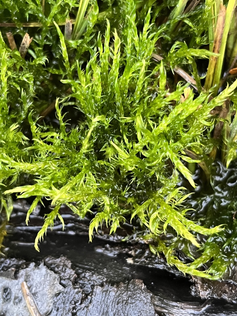 Acrocladium auriculatum