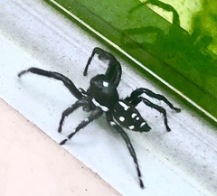 Phiale guttata