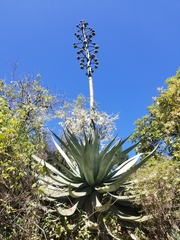 Agave atrovirens