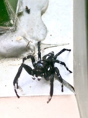 Phiale guttata