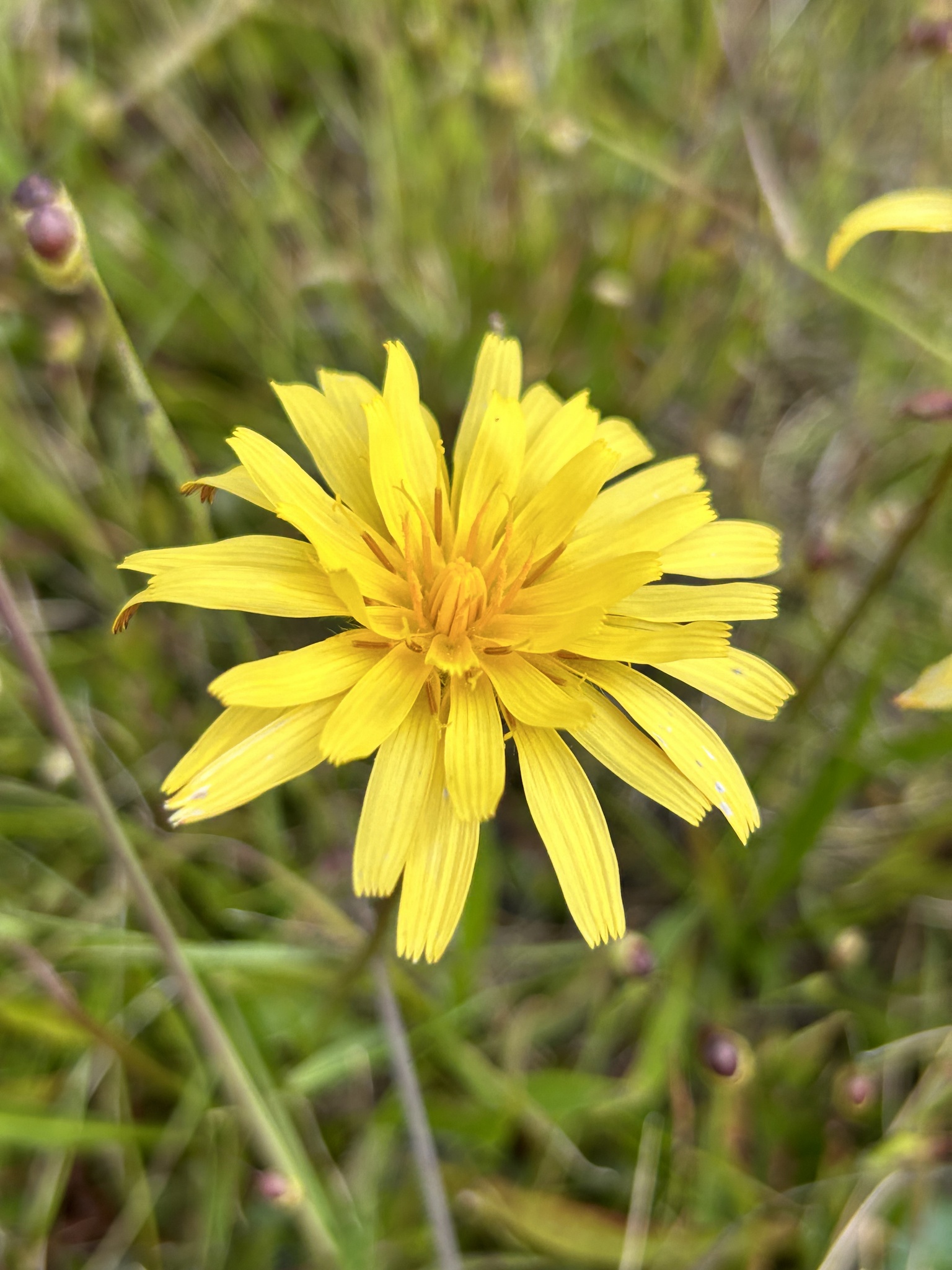 Microseris paludosa
