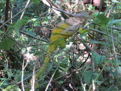 Calumma oshaughnessyi