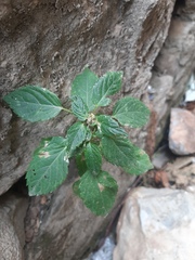 Mercurialis annua subsp. ambigua image