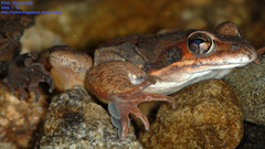 Rana uenoi