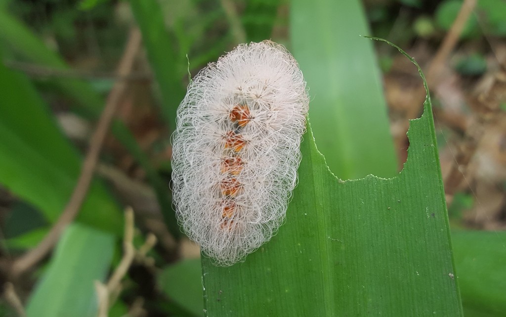 Megalopyge basalis