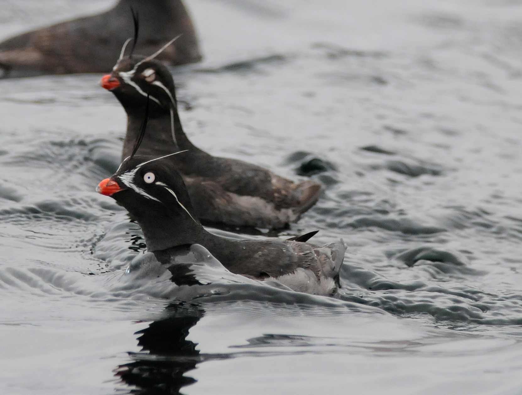 Whiskered Auklet illustration