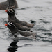 Whiskered Auklet - Photo (c) Steven Mlodinow, some rights reserved (CC BY-NC), uploaded by Steven Mlodinow