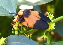 Lycus sallaei