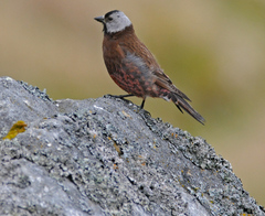 Leucosticte tephrocotis griseonucha