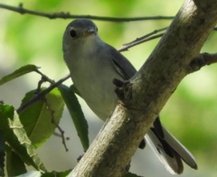 Polioptila nigriceps