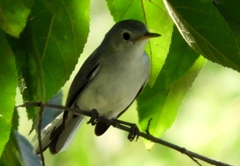 Polioptila nigriceps