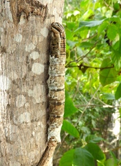 Fig Sphinx