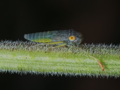 Oncometopia hamiltoni