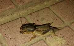 Neoscapteriscus didactylus