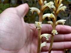 Orobanche hederae image