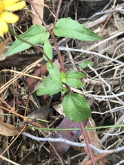 Acmella oppositifolia