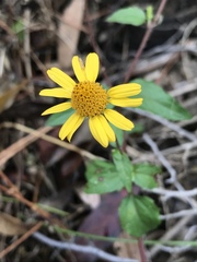 Acmella oppositifolia