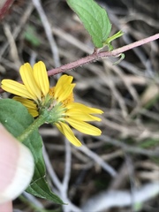 Acmella oppositifolia