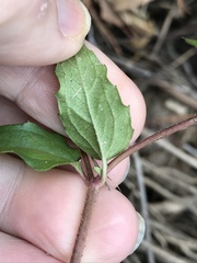 Acmella oppositifolia