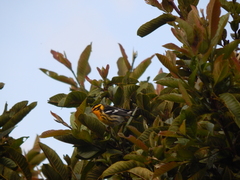 Setophaga fusca