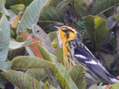 Setophaga fusca