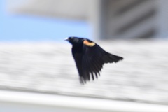 Tawny-Shouldered Blackbird photo 4