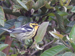 Setophaga fusca