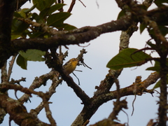 Setophaga fusca