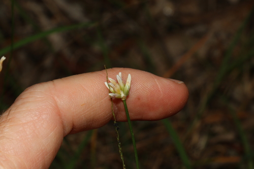 Image of Laxmannia gracilis by (c) Greg Tasney, some rights reserved (CC BY-SA)