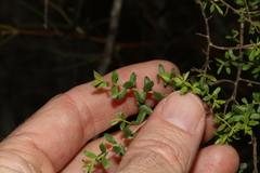 Kunzea flavescens